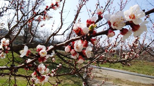 Apple blossoms in spring