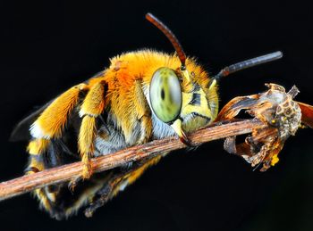 Close-up of insect against black background