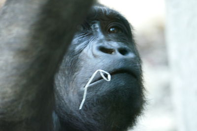 Close-up of monkey looking away