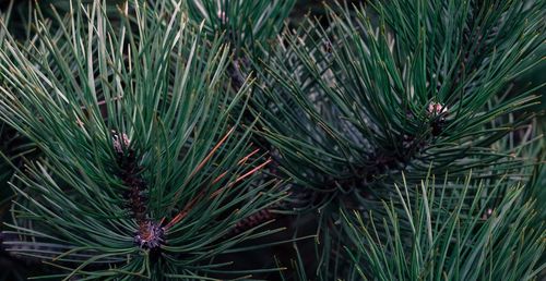 High angle view of pine tree