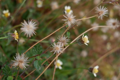 Close-up of flowering plant on field