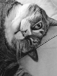 Close-up portrait of cat