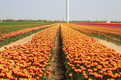 Scenic view of flowering plants on field against sky