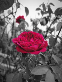 Close-up of pink rose