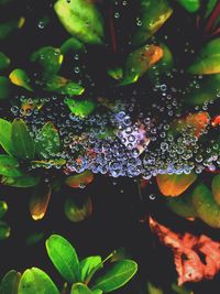 Full frame shot of wet plants