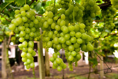 Close-up of grapes growing in vineyard