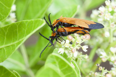 Close-up of butterfly pollinating on flower