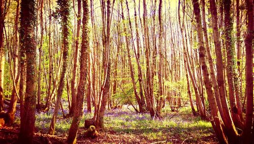 Trees in forest