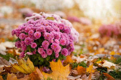 Close-up of pink flowers