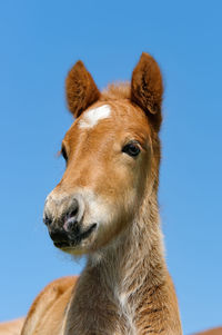 Close-up of pony against clear sky