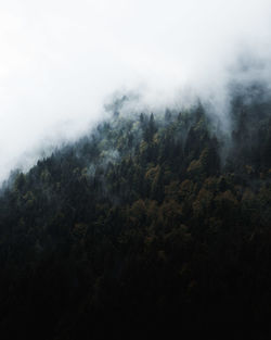 Scenic view of forest against sky during foggy weather