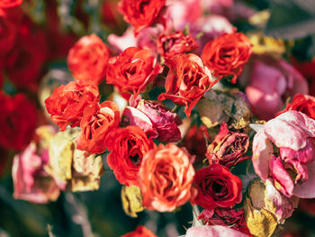 Close-up of red roses