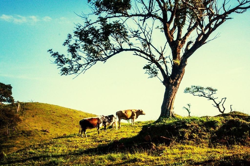 HORSES ON FIELD AGAINST TREES