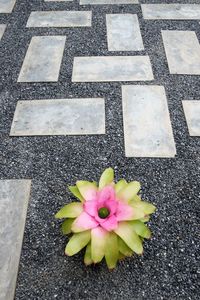 High angle view of flower on street