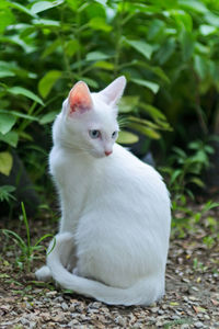 Close-up of white cat sitting on field