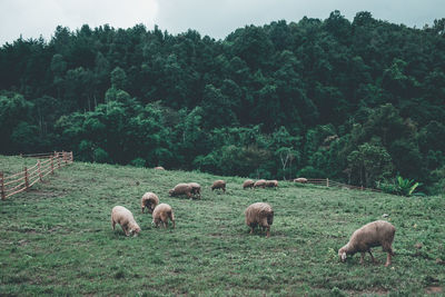 Sheep on field against trees