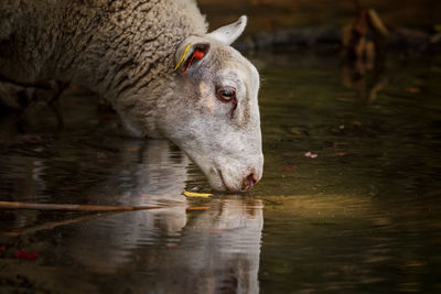 Sheep drinking water at lakeshore