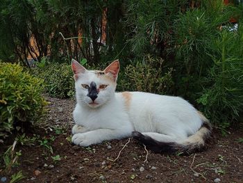 Portrait of cat relaxing on field