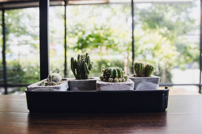 Close-up of succulent plant on table