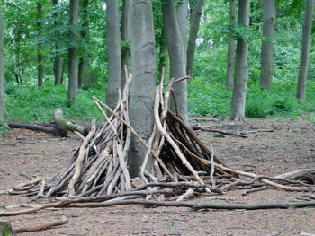 Trees in forest