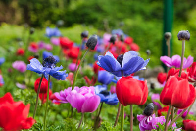 Close-up of purple flowering plants on field