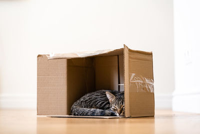 View of a cat in the box
