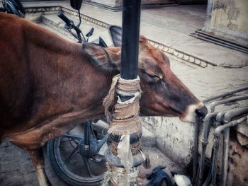 Cow scratching his head