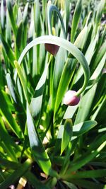 Close-up of flower blooming outdoors