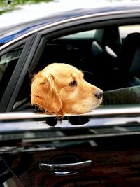 Close-up of dog sitting in car