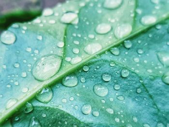 Close-up of raindrops on leaves