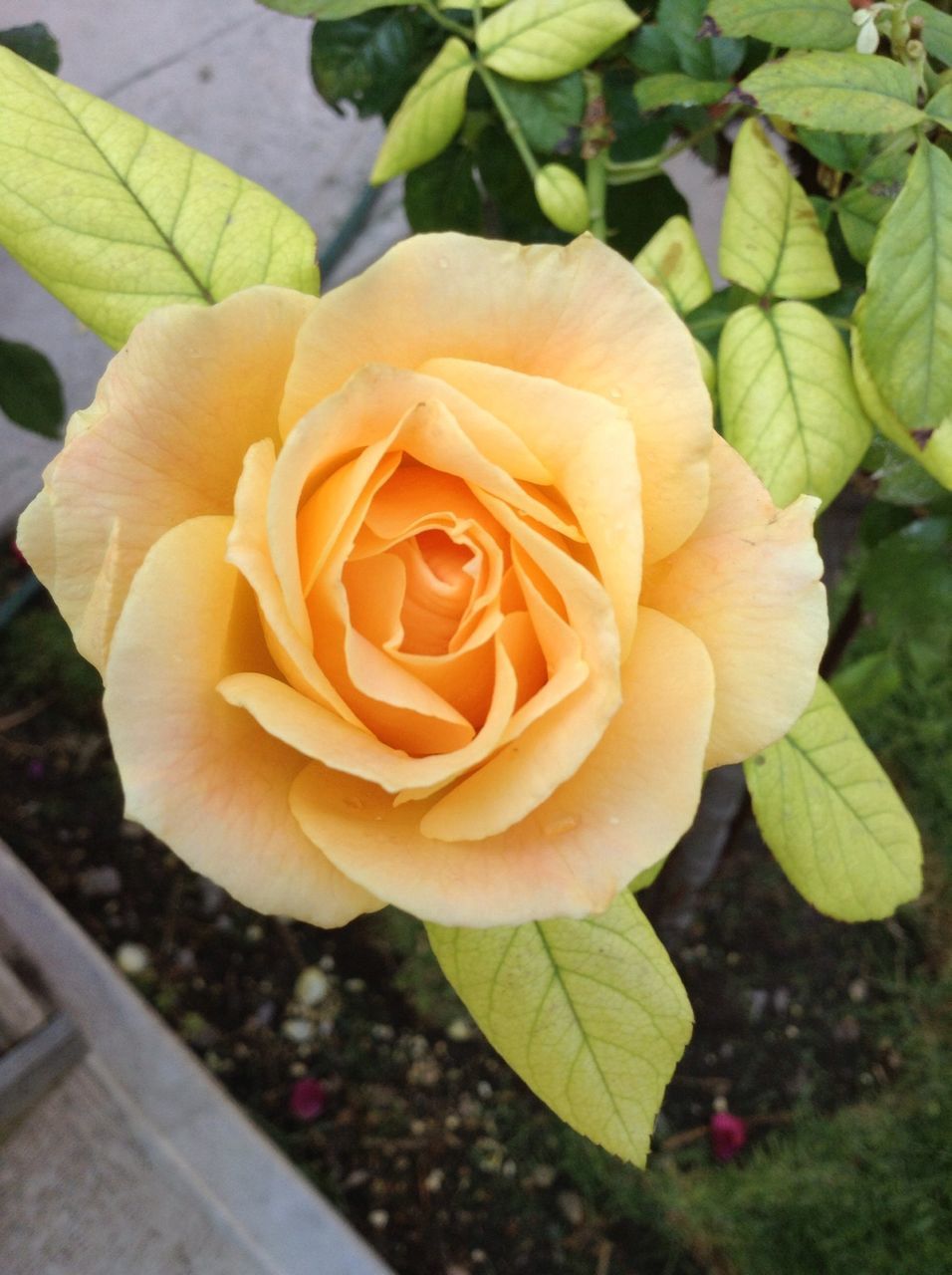 flower, petal, fragility, flower head, rose - flower, freshness, growth, leaf, beauty in nature, close-up, plant, nature, rose, high angle view, single flower, focus on foreground, blooming, day, in bloom, no people