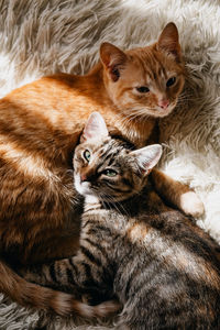 High angle view of cats relaxing