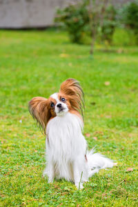 Portrait of a papillon purebreed dog sitting on the grass