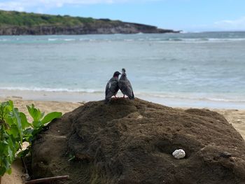 View of horse on beach