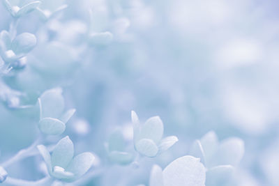 petal