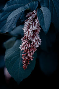 Close-up of flower buds growing on plant