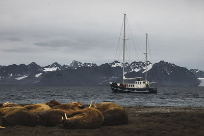 Walrus relaxing by sea