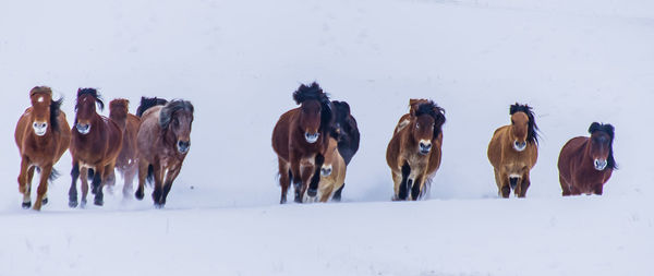 Panoramic view of brown horses running on snow field