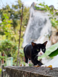 Portrait of black cat