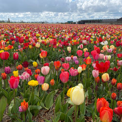 View of flowering plants on field