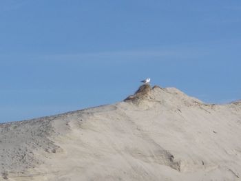 Low angle view of seagull on sand