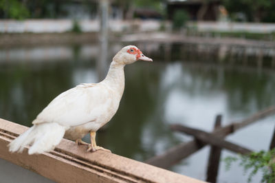 Close-up of bird perching on wooden post