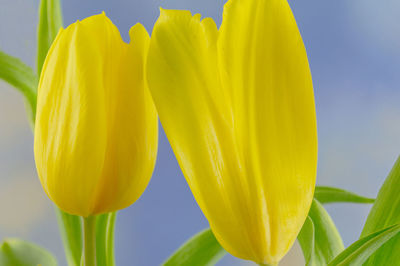 Close-up of yellow flowering plant against sky