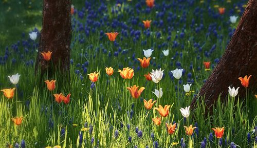 Close-up of flowering plants on field