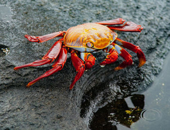 Close-up of crab on rock