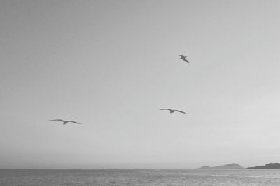 Bird flying over sea against clear sky