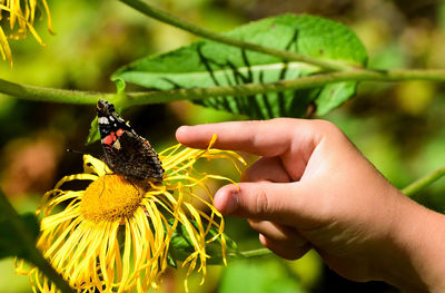 Close-up of butterfly perching on hand