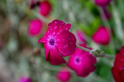 Close-up of pink flowers