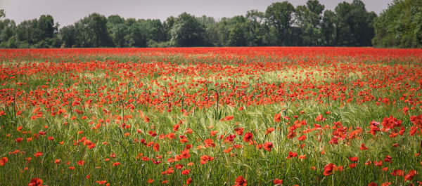 Scenic view of agricultural field
