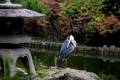 High angle view of gray heron on rock by lake